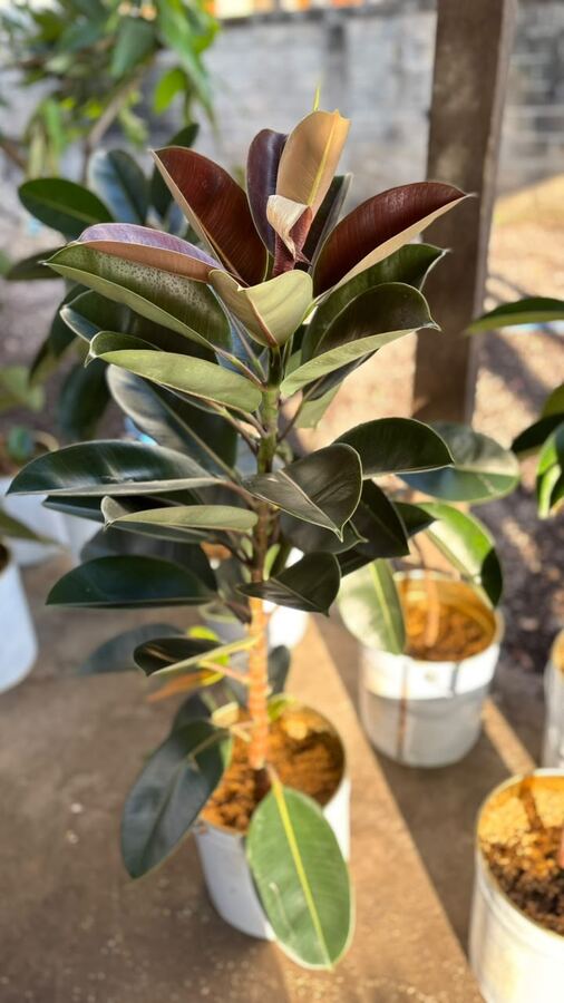 Decorative indoor plants by Bali Indoor Plants